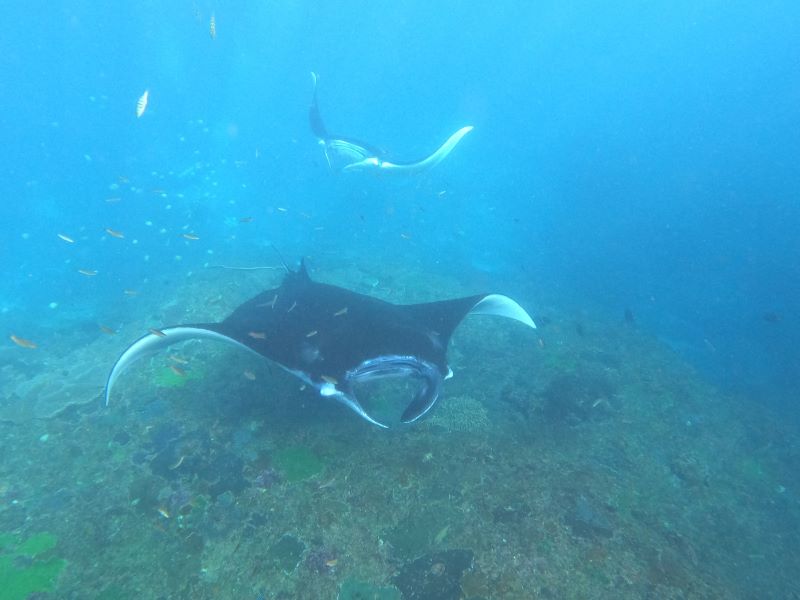 Zoomer sur l'image : Raies Mantas